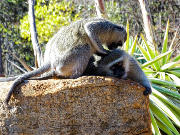 istock A Vervet monkey cleanses his partner 901330156