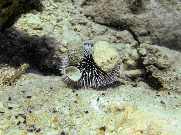 Beautiful Sea urchin sea hedgehog Echinoidea covered by shells in croatia sea.