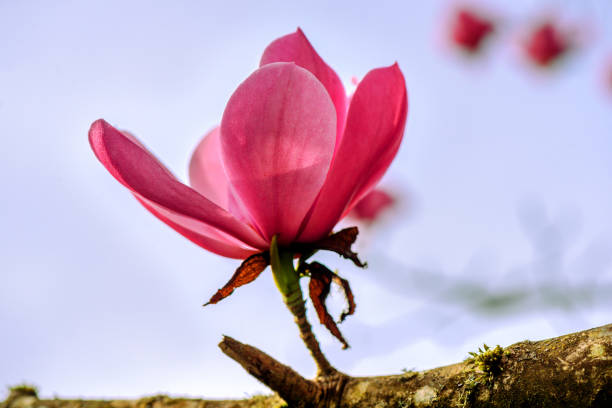 Gently pink magnolia flowers on a tree branch, lit by the daylight summer sun