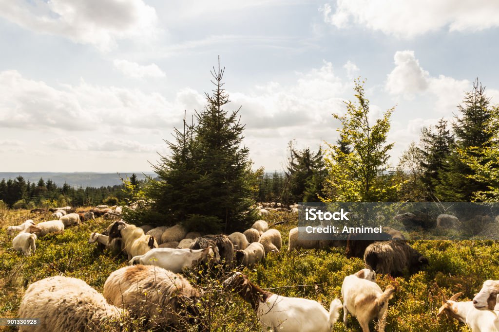 Sheep on the Kahler Asten A large herd of sheep and goats on the Kahler Asten in Sauerland Winterberg Stock Photo