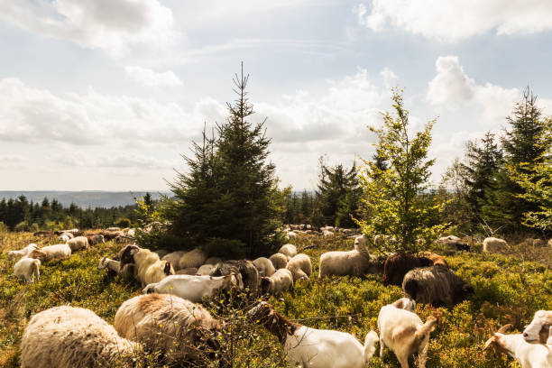 Sheep on the Kahler Asten A large herd of sheep and goats on the Kahler Asten in Sauerland winterberg stock pictures, royalty-free photos & images
