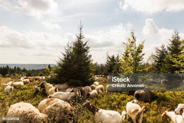 Sheep On The Kahler Asten Stock Photo - Download Image Now - Winterberg, Animal, Cloud - Sky