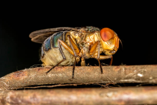istock Fly on wire extreme macro photo 901346820