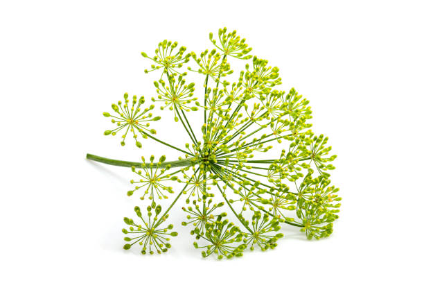 wildem fenchel blume isoliert - dill fennel isolated herb stock-fotos und bilder