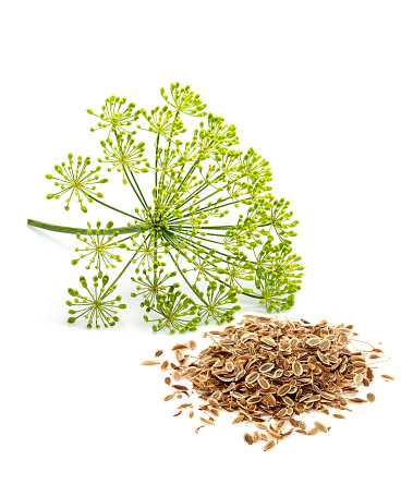 Wild fennel flowers with seeds closeup isolated on white background.