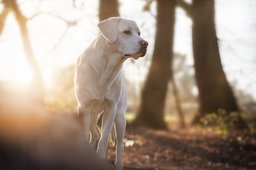 white dog in forest