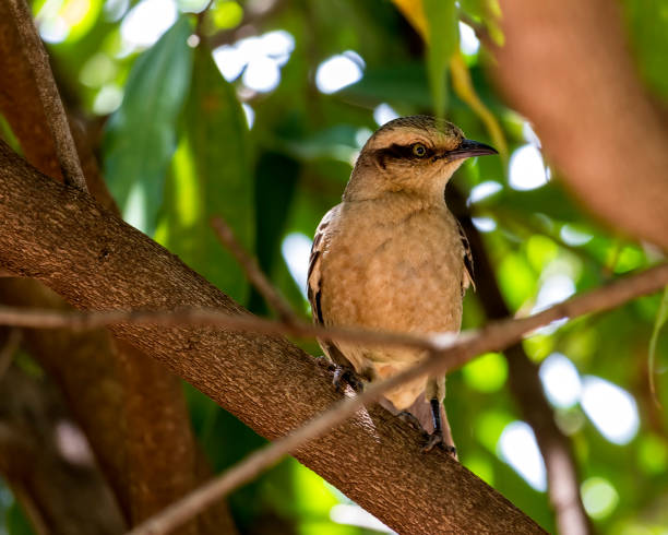 istock bird on the stem of tree 901353748