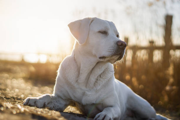 giovane labrador bianco retriever cucciolo di cane prendere il sole sulla spiaggia - sunrise sun gold sea foto e immagini stock