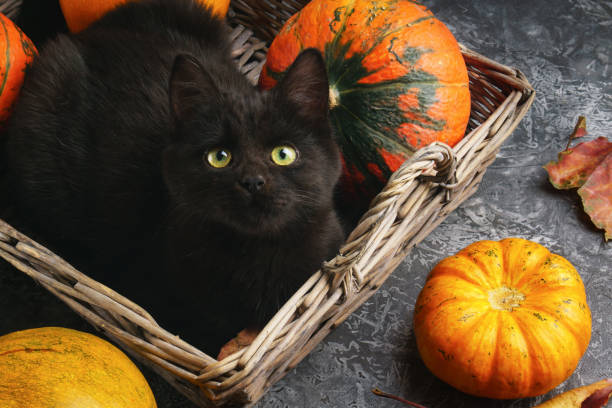 Green eyes black cat and orange pumpkins in wooden rustic rural basket on gray cement background with autumn yellow dry fallen leaves. Top view image. Green eyes black cat and orange pumpkins in wooden rustic rural basket on gray cement background with autumn yellow dry fallen leaves. Top view image. black cat costume stock pictures, royalty-free photos & images