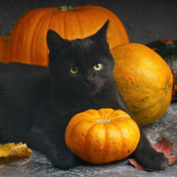 Green eyes black cat and orange pumpkins on gray cement background with autumn yellow dry fallen leaves. Green eyes black cat and orange pumpkins on gray cement background with autumn yellow dry fallen leaves. black cat costume stock pictures, royalty-free photos & images