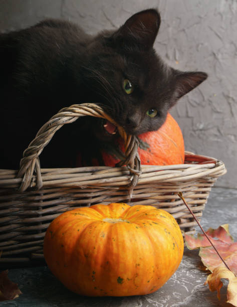 Green eyes black cat and orange pumpkins in wooden rustic rural basket on gray cement background with autumn yellow dry fallen leaves. Green eyes black cat and orange pumpkins in wooden rustic rural basket on gray cement background with autumn yellow dry fallen leaves. black cat costume stock pictures, royalty-free photos & images