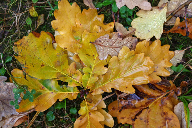 istock High Angle View Of Maple Leaves On Water 901358630