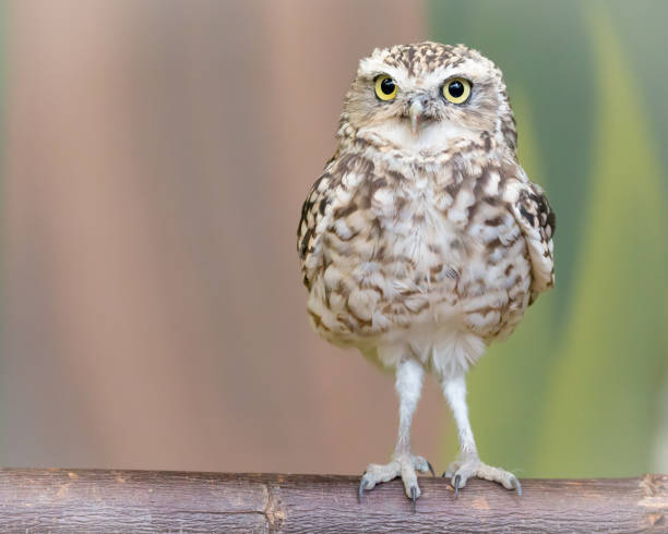 istock Little burrowing owl standing on a log 901358654