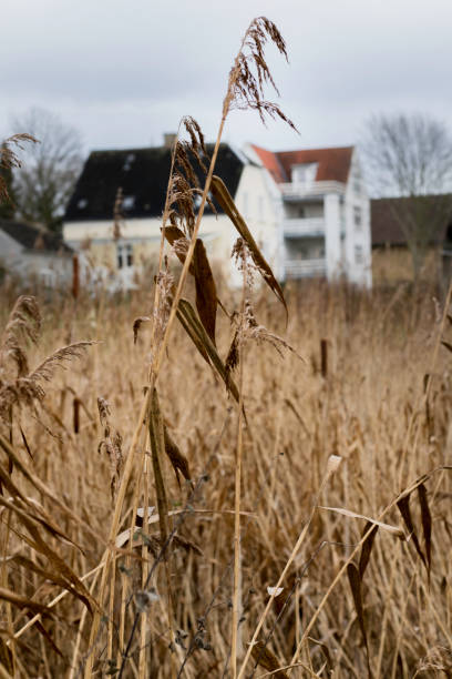 istock Meadow view in winter, background blurred houses 901362236