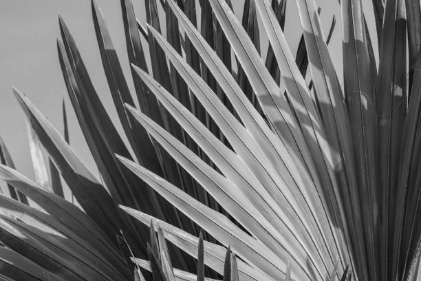 istock abstract background of Bismarck palm leaf. 901366092