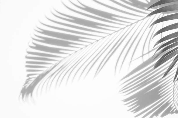 istock shadows palm leaves on a white background 901366118