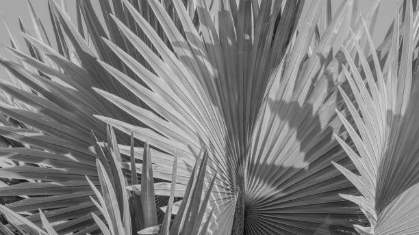 istock abstract background of Bismarck palm leaf. 901366130