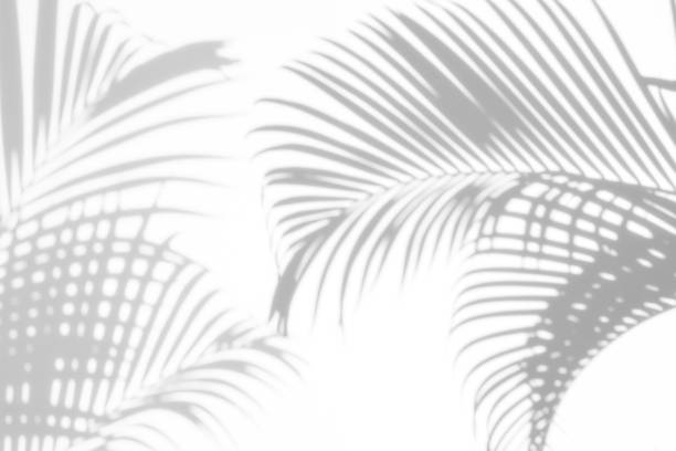 istock shadows palm leaves on a white background 901366134