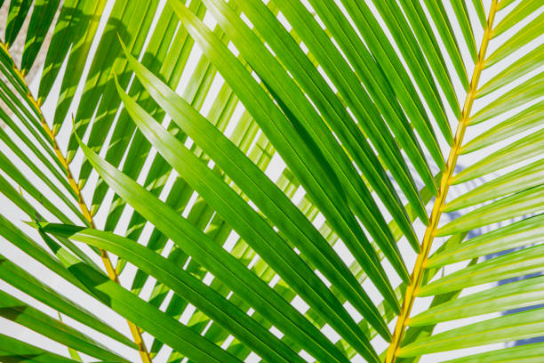 istock close up background of green palm leaf 901366164