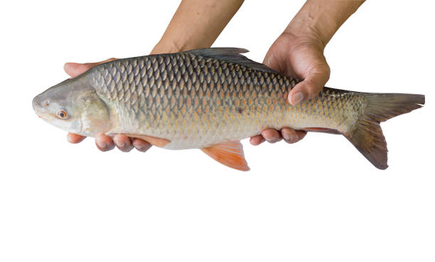istock hand holding freshwater fish isolated on white background 901366168