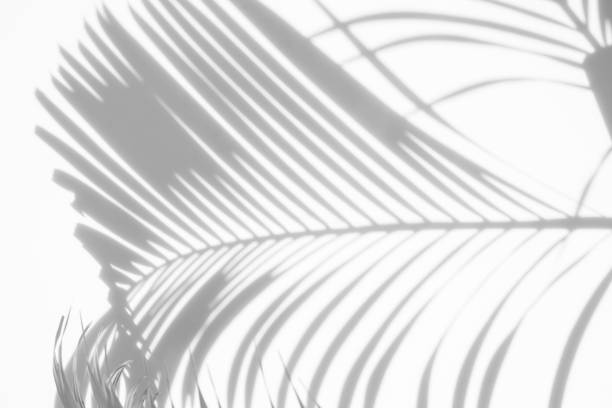 istock shadows palm leaves on a white background 901366194
