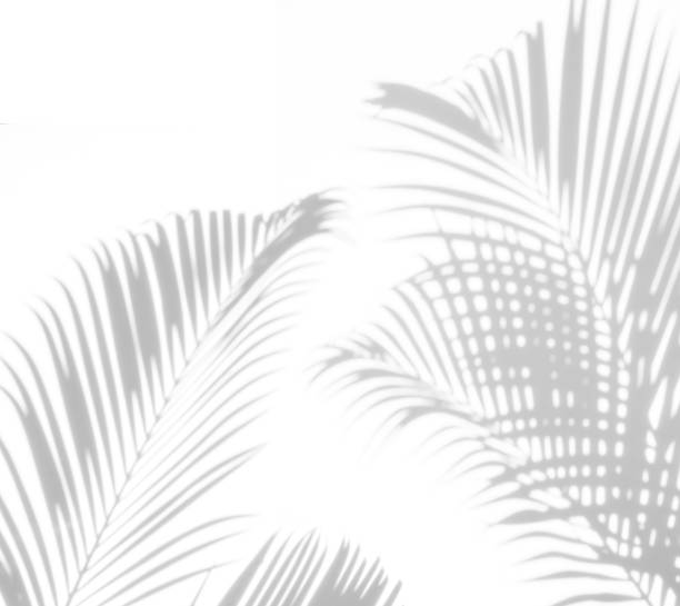 istock shadows palm leaves on a white background 901366198