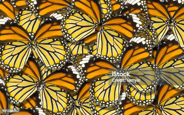 Butterfly Wing Background Stock Photo - Download Image Now - Animal, Animal Wildlife, Animal Wing