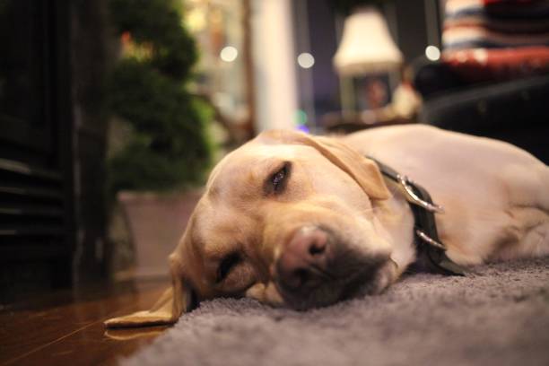 istock Labrador dog lying down by the fireplace 901367458