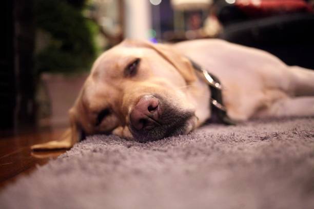 istock Labrador dog lying down by the fireplace 901367506