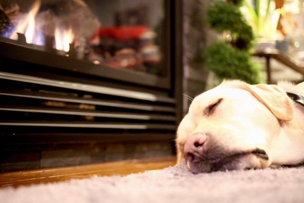 istock Labrador dog lying down by the fireplace 901367518