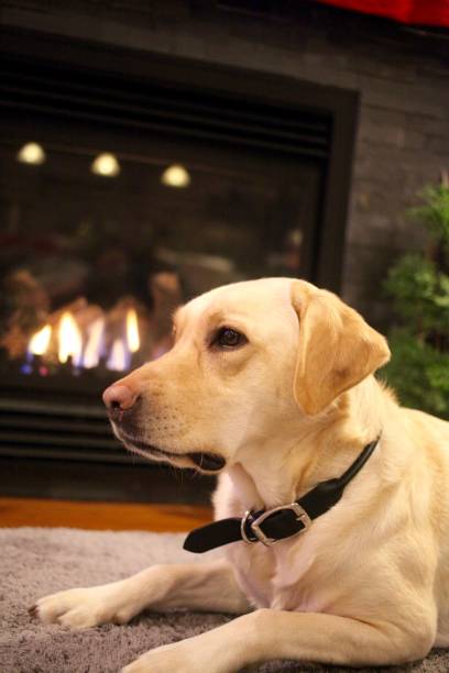 istock Labrador dog lying down by the fireplace 901367616