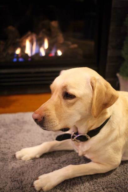 istock Labrador dog lying down by the fireplace 901368084