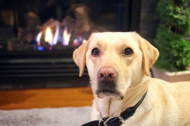 istock Labrador dog lying down by the fireplace 901369654