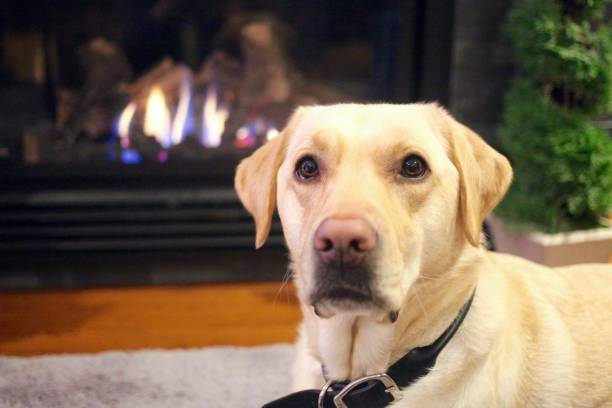 Labrador dog lying down by the fireplace stock photo