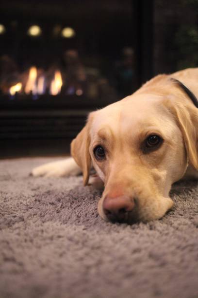 istock Labrador dog lying down by the fireplace 901369724
