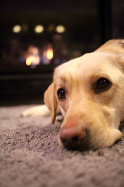 istock Labrador dog lying down by the fireplace 901369746