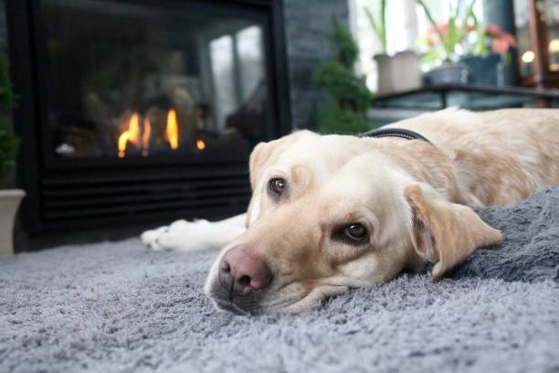Labrador dog lying down by the fireplace stock photo