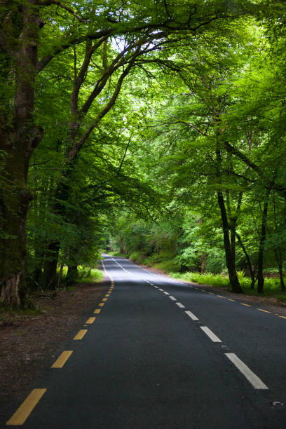 istock Road in Rural Ireland 901370282