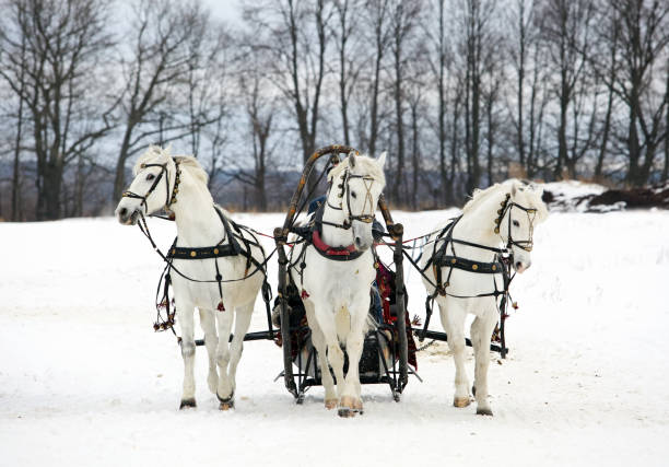 two horse open sleigh / traipsing about in winter / canadian snow