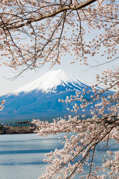 гора фудзи и веселые цветы весной - spring vertical cherry blossom color image стоковые фото и изображения