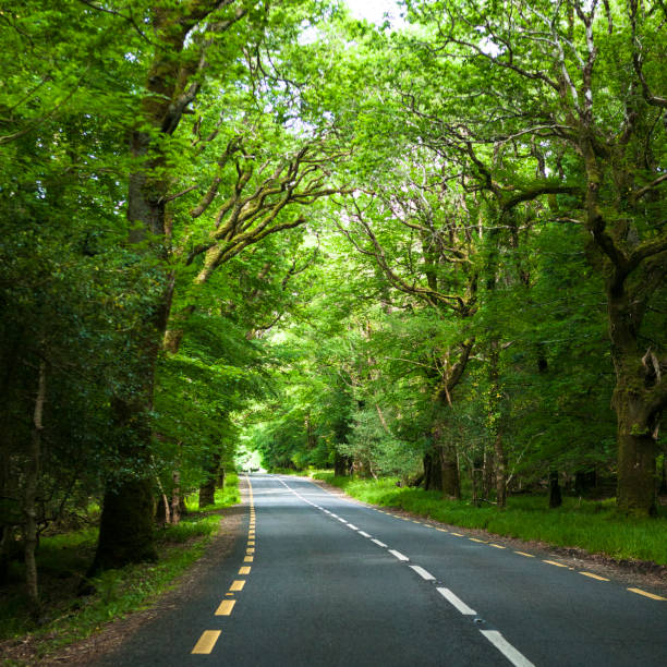 istock Road in Rural Ireland 901371084