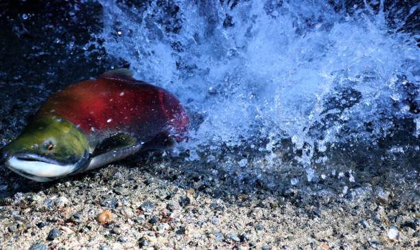 somon balığı yumurtlama - pembe somon stok fotoğraflar ve resimler