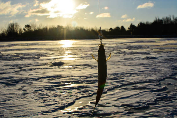 istock Fish on ice with sunrise background 901374644