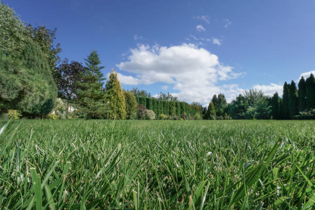 istock garden surrounded with trees under beautiful sky 901374760