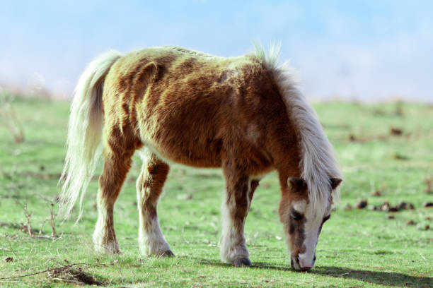istock Pony (Equus ferus caballus) grazing in the field 901375218