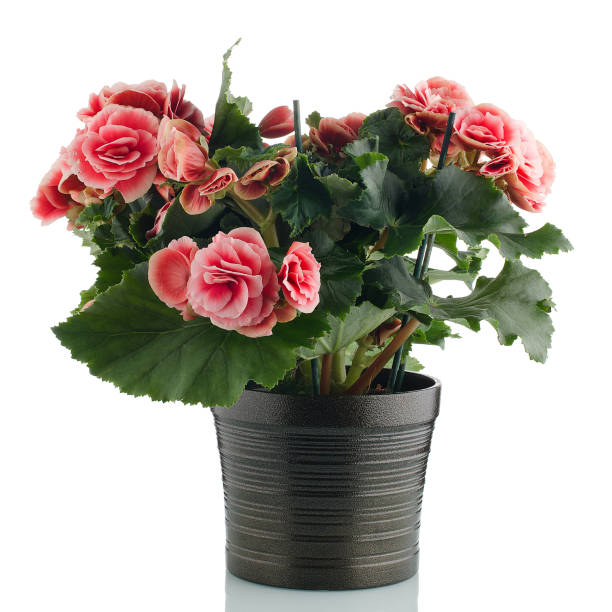 istock Pink begonia plant 901376008