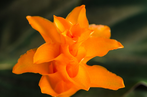 Closeup of Eternal flame flower (calathea crocata).