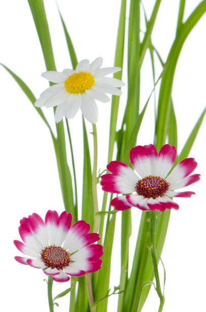 istock Beautiful pink flowers and green grass 901381596