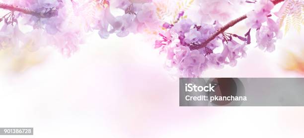 Floral Abstract Pastel Background With Copy Space Stock Photo - Download Image Now - Flower, Backgrounds, Springtime
