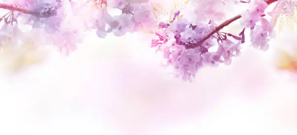 Photo of Floral abstract pastel background with copy space.